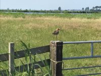 Het geheim van Amsterdam: het Ilperveld